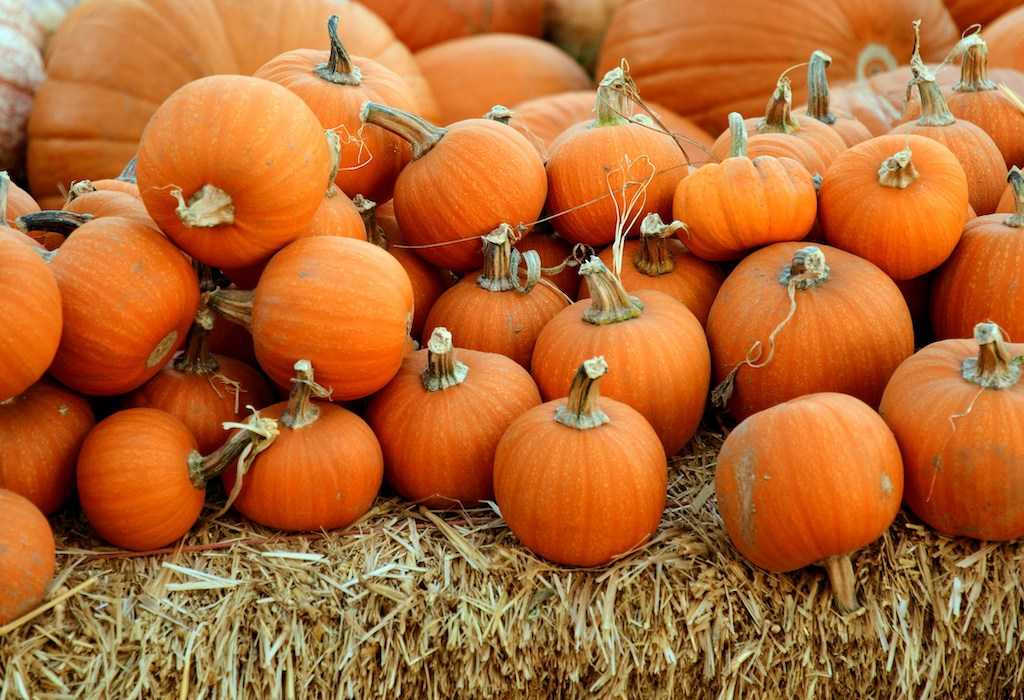 Pumpkin field Lake Como 