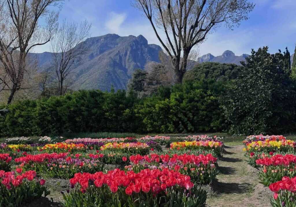Tulips Campo dei Fiori
